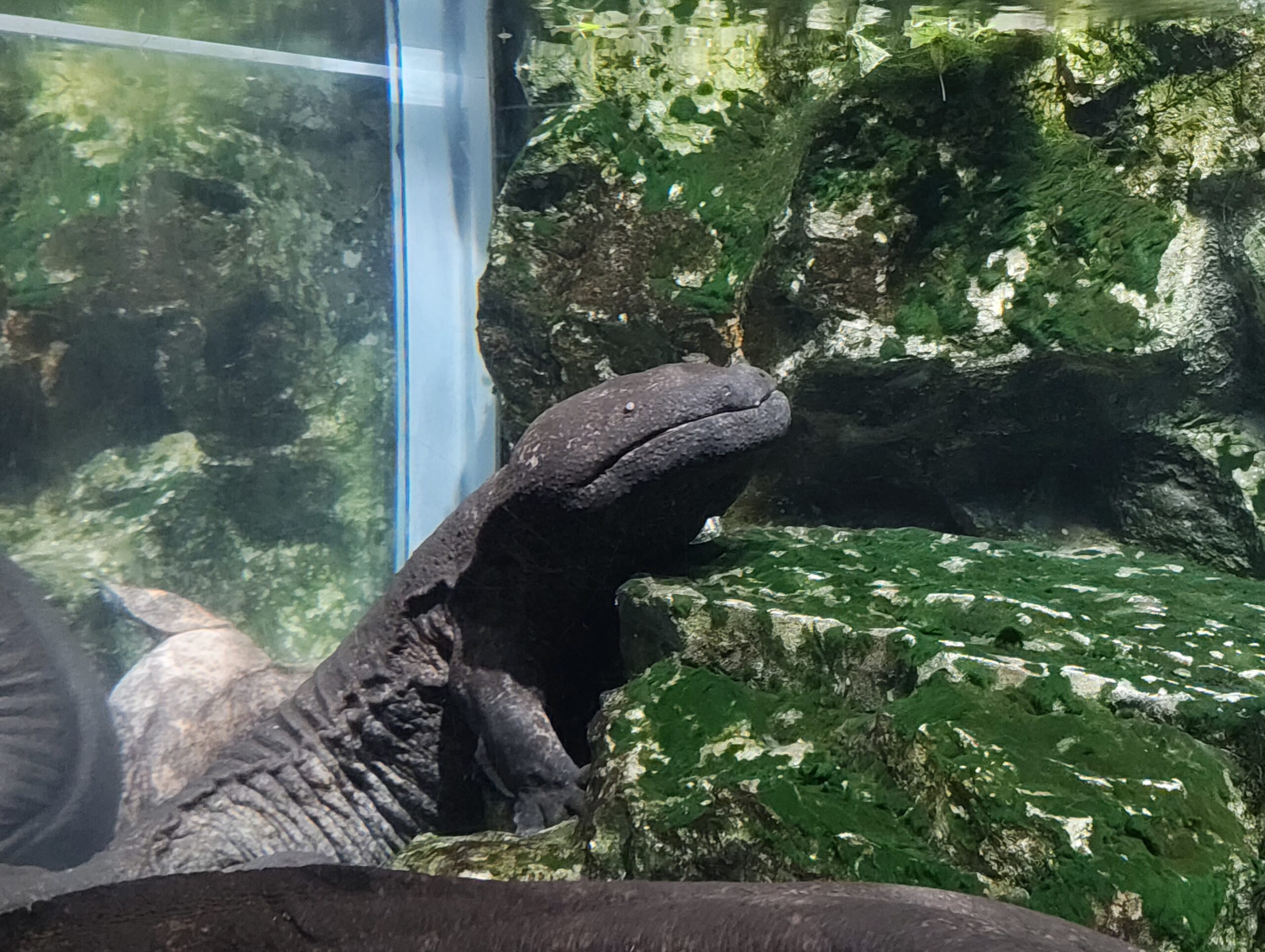 京都水族館のオオサンショウウオ