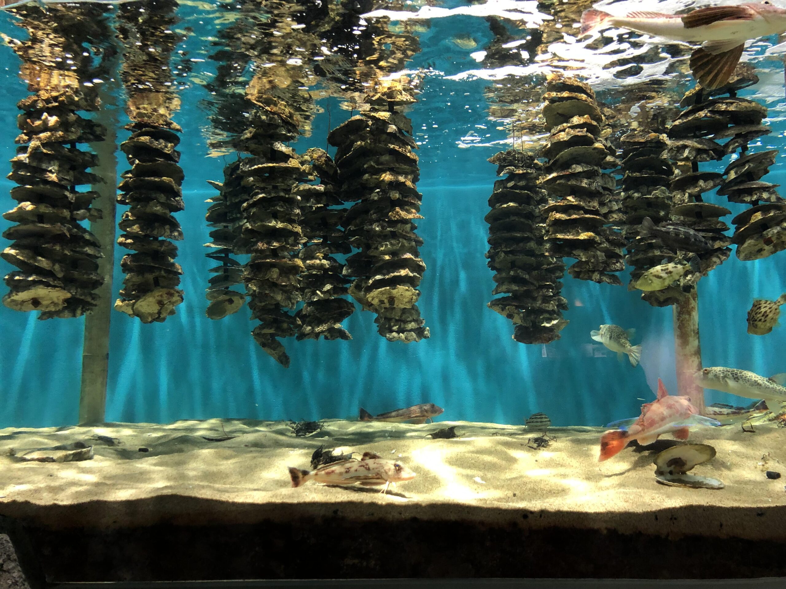 手放して後悔したもの：ないです