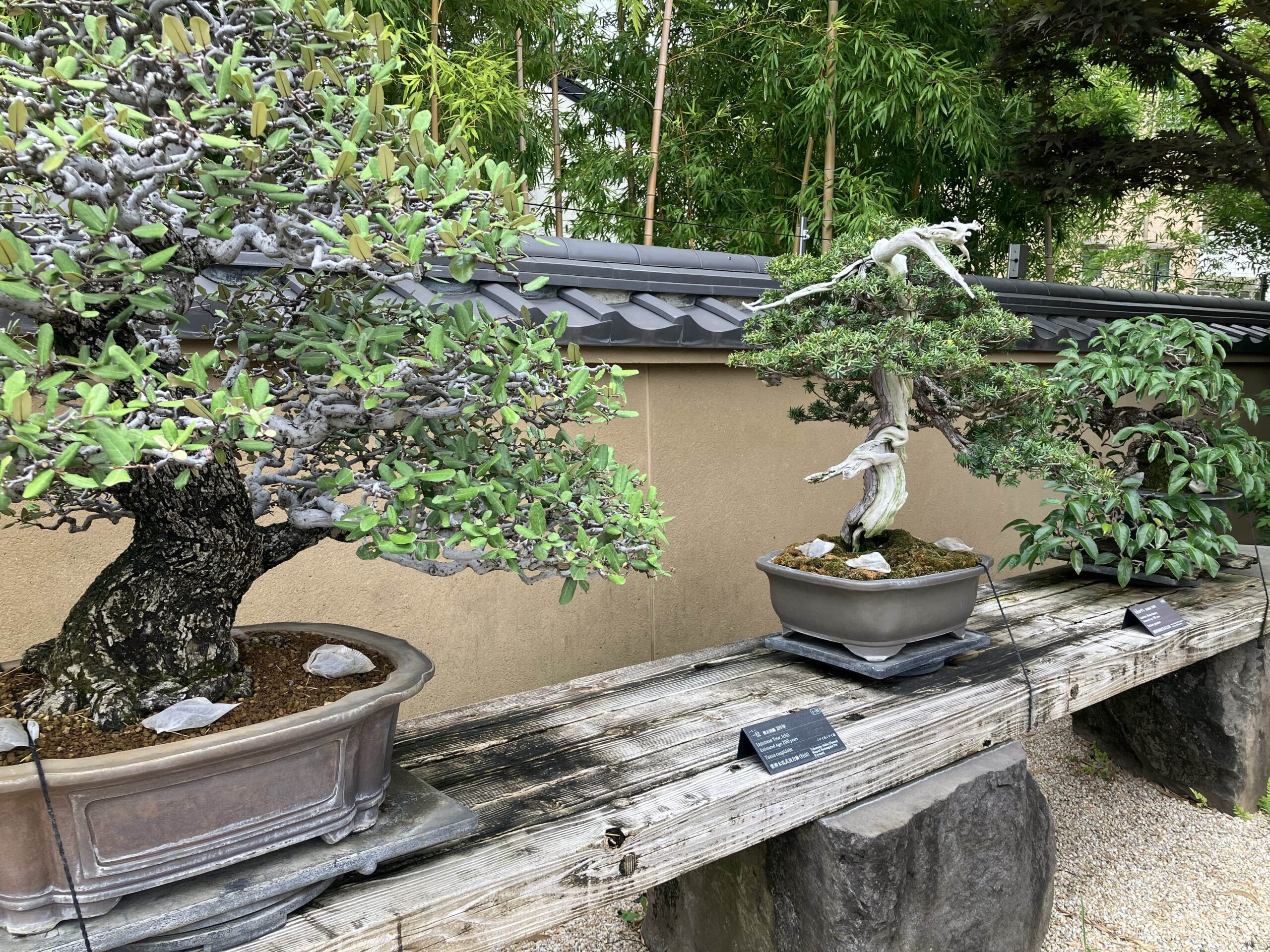 大宮盆栽美術館