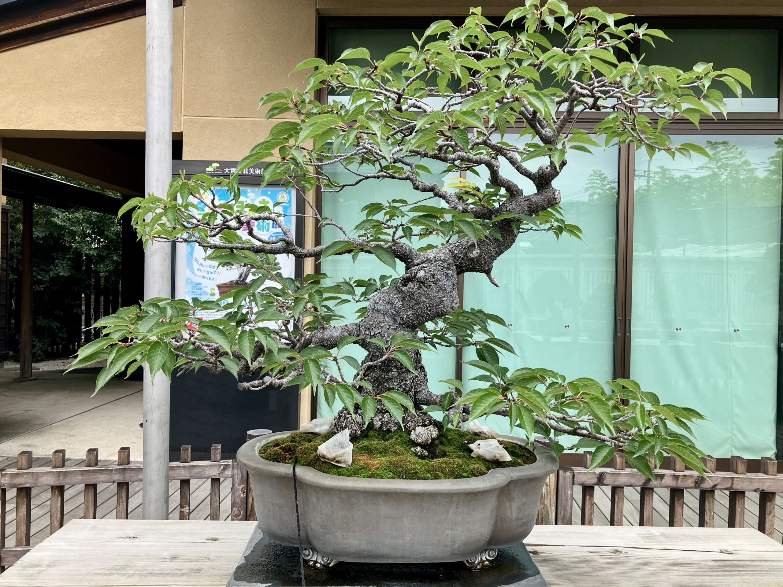 大宮盆栽美術館で見た盆栽