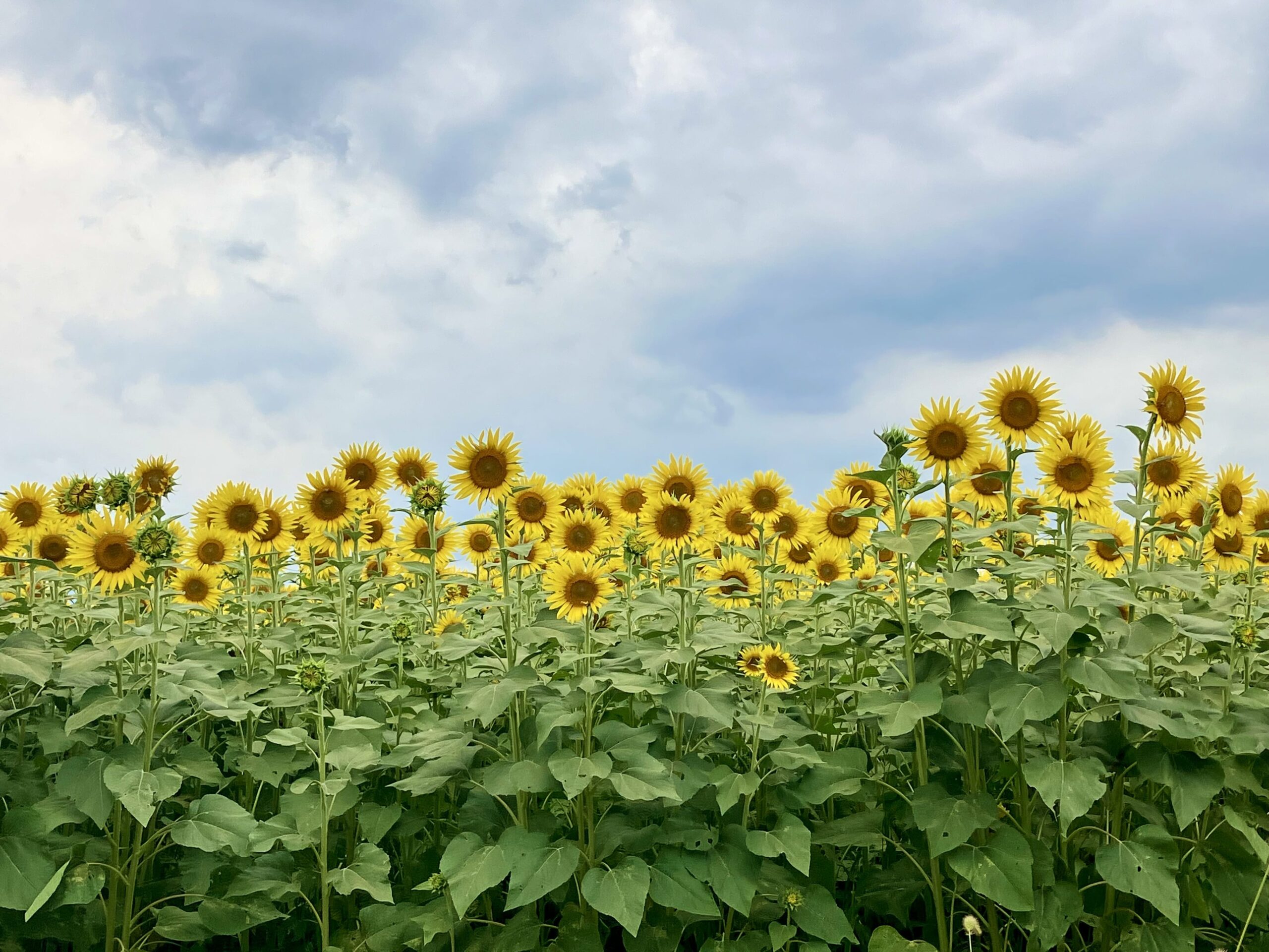 座間のひまわり祭り
