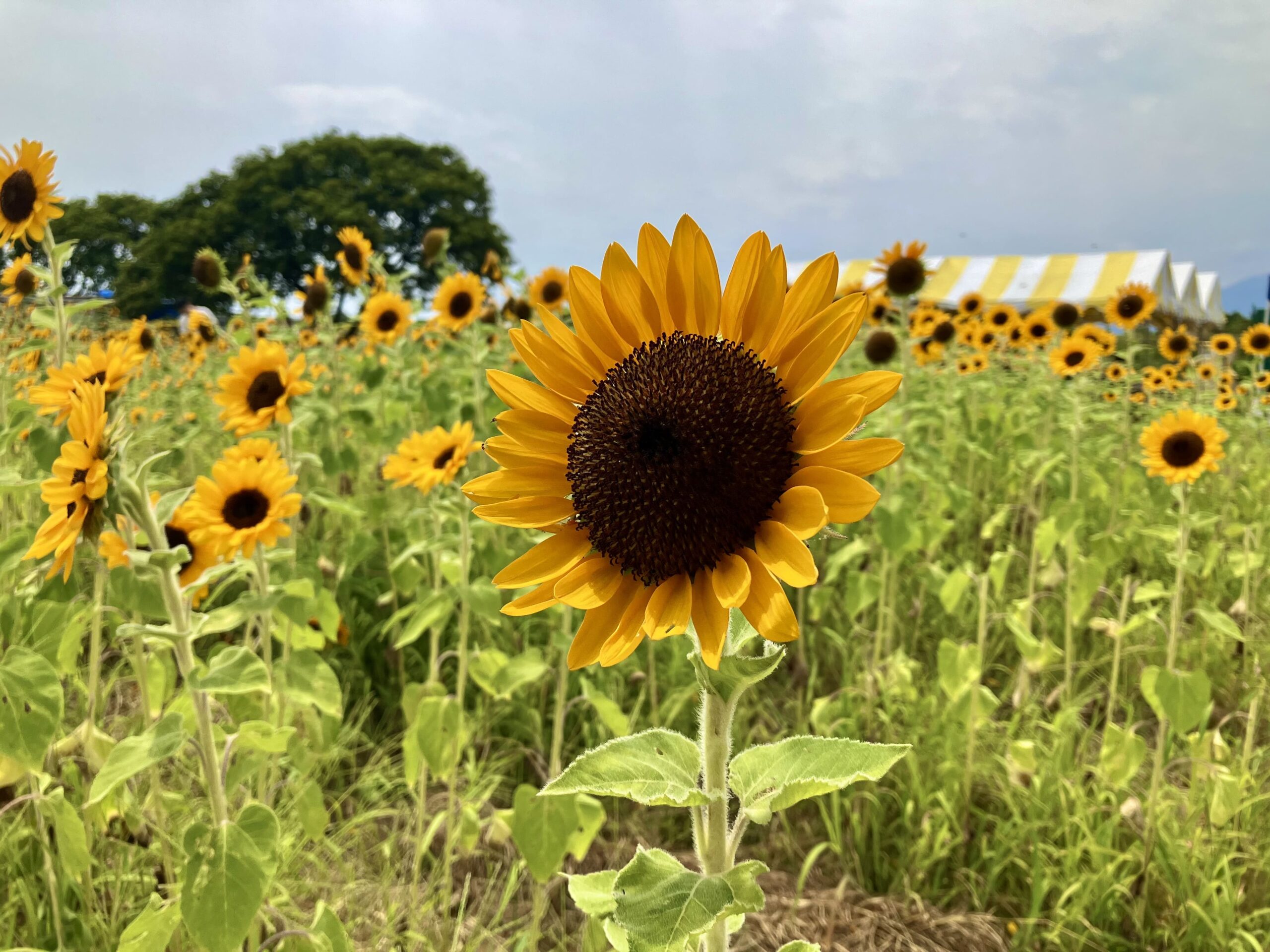 座間のひまわり畑
