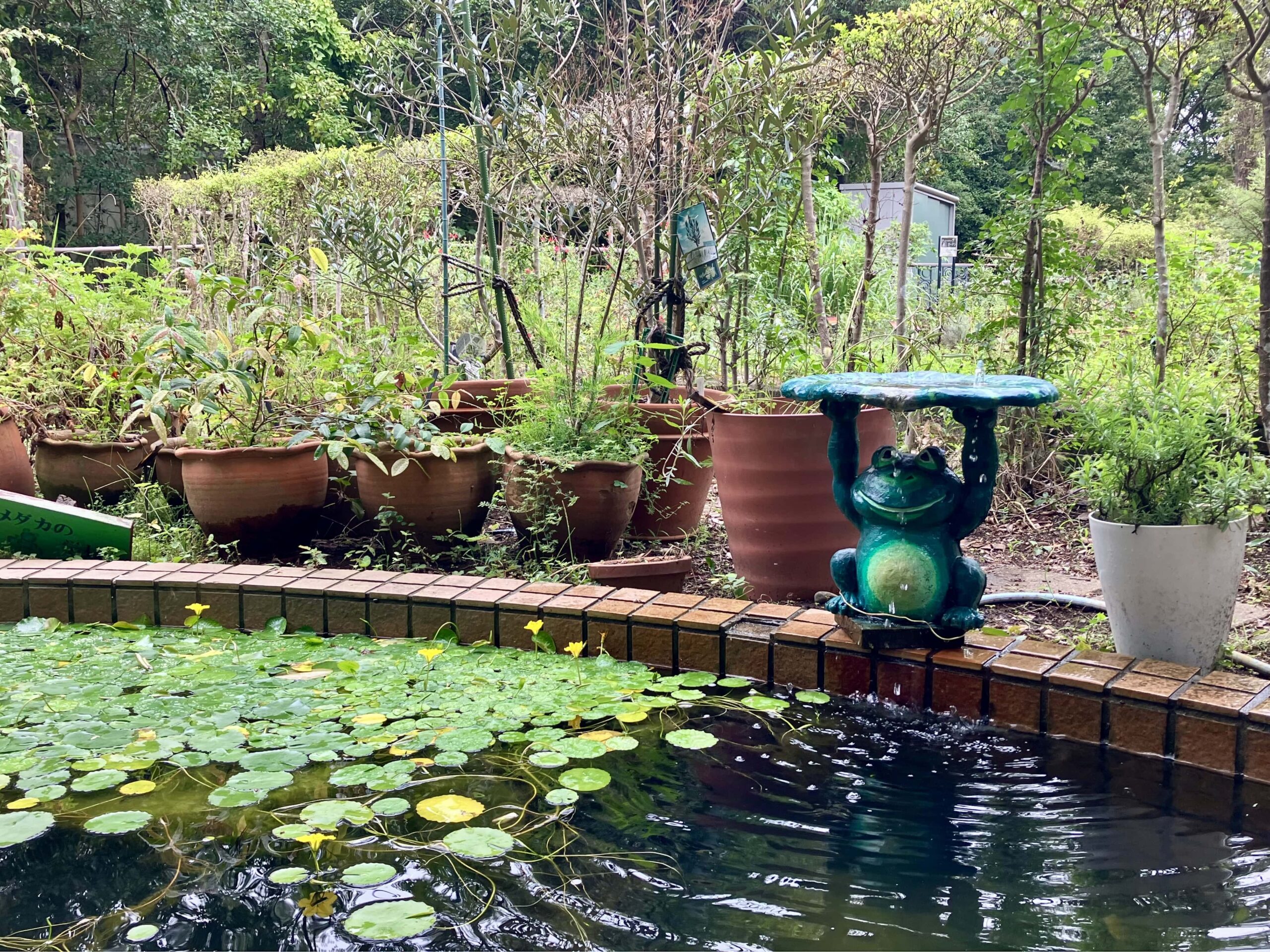 まったく焦らない自分にちょっと焦ってきた