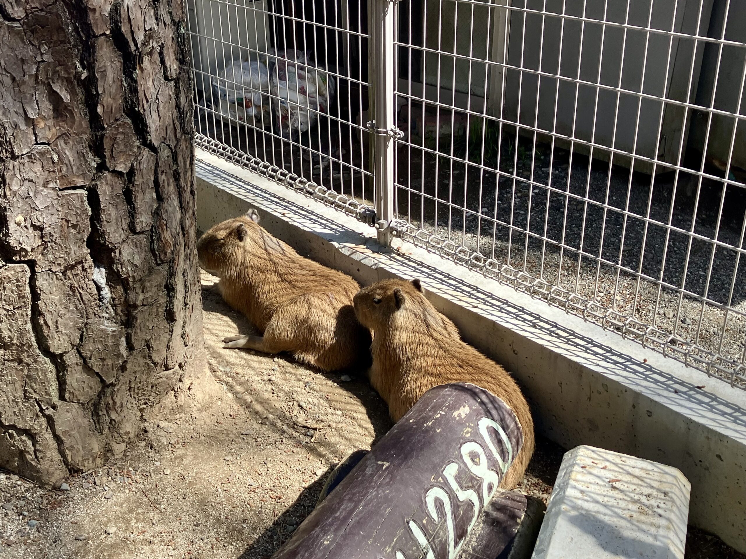 桂浜水族館のカピバラ
