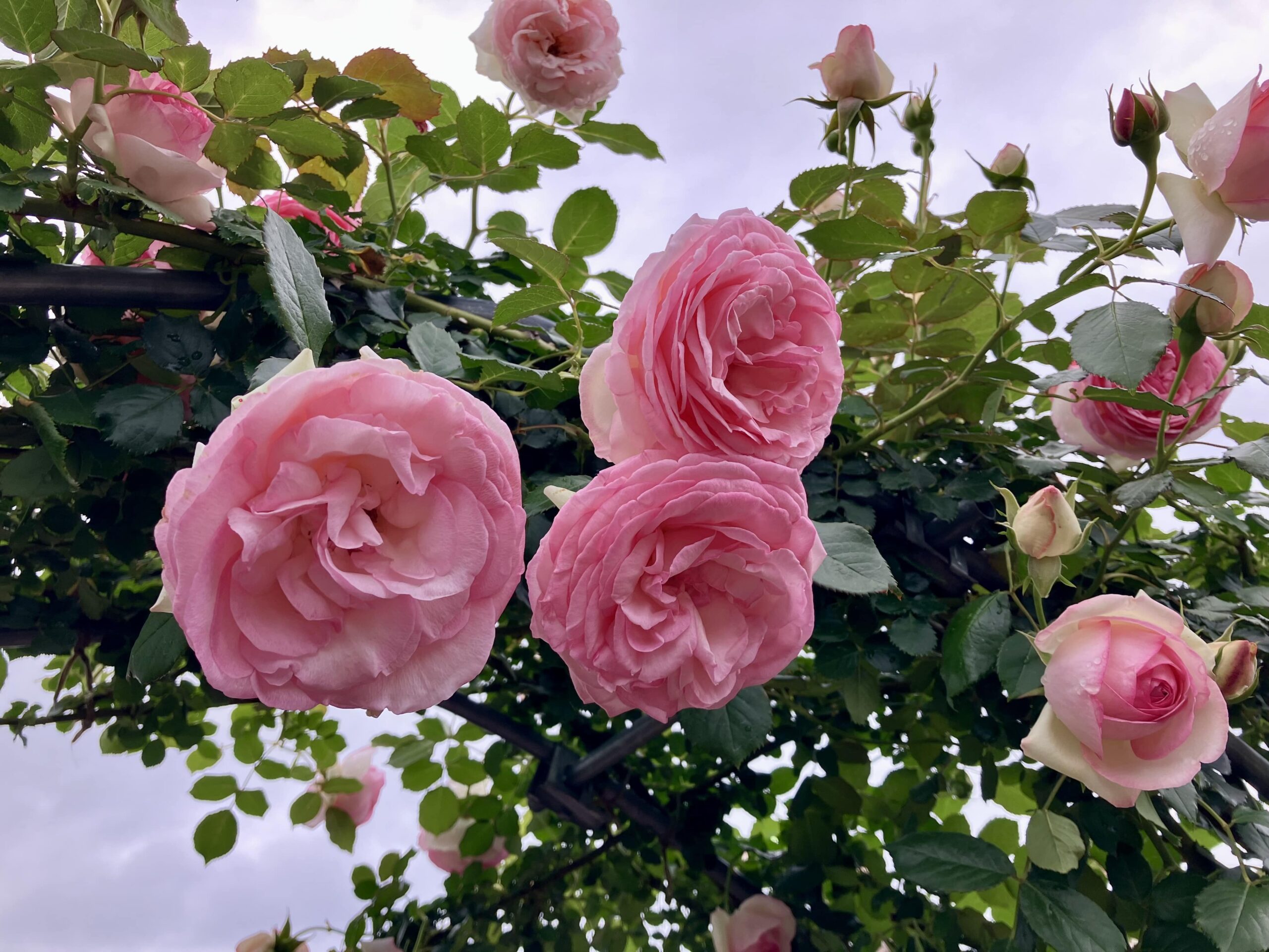 2025年5月の振り返り