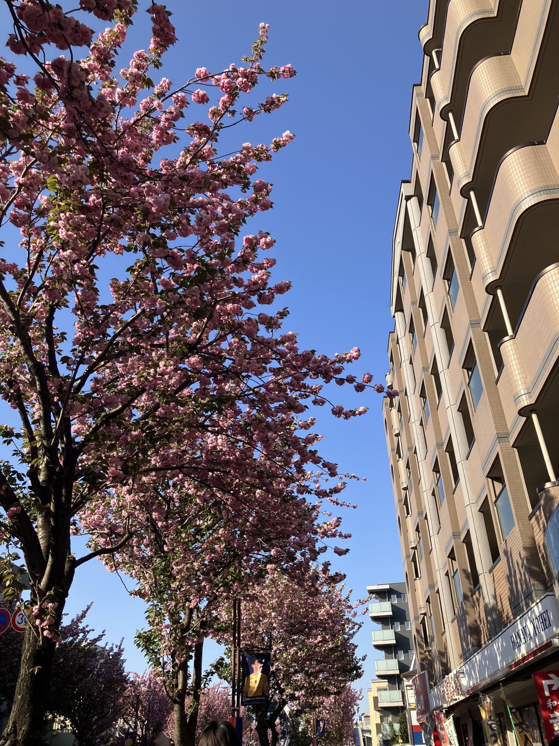 駅からスタジアムまでの道の桜？がキレイだった