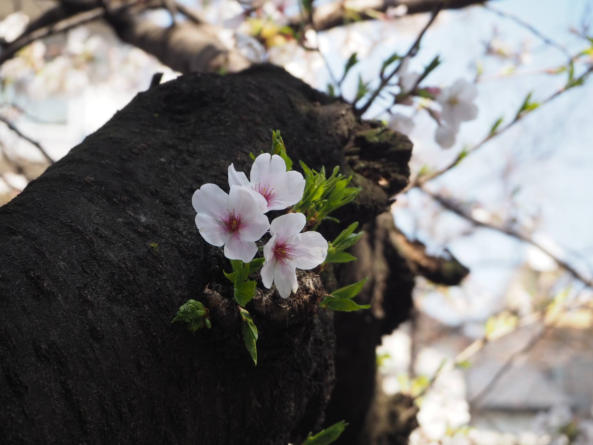 未来のことは誰にも分からない