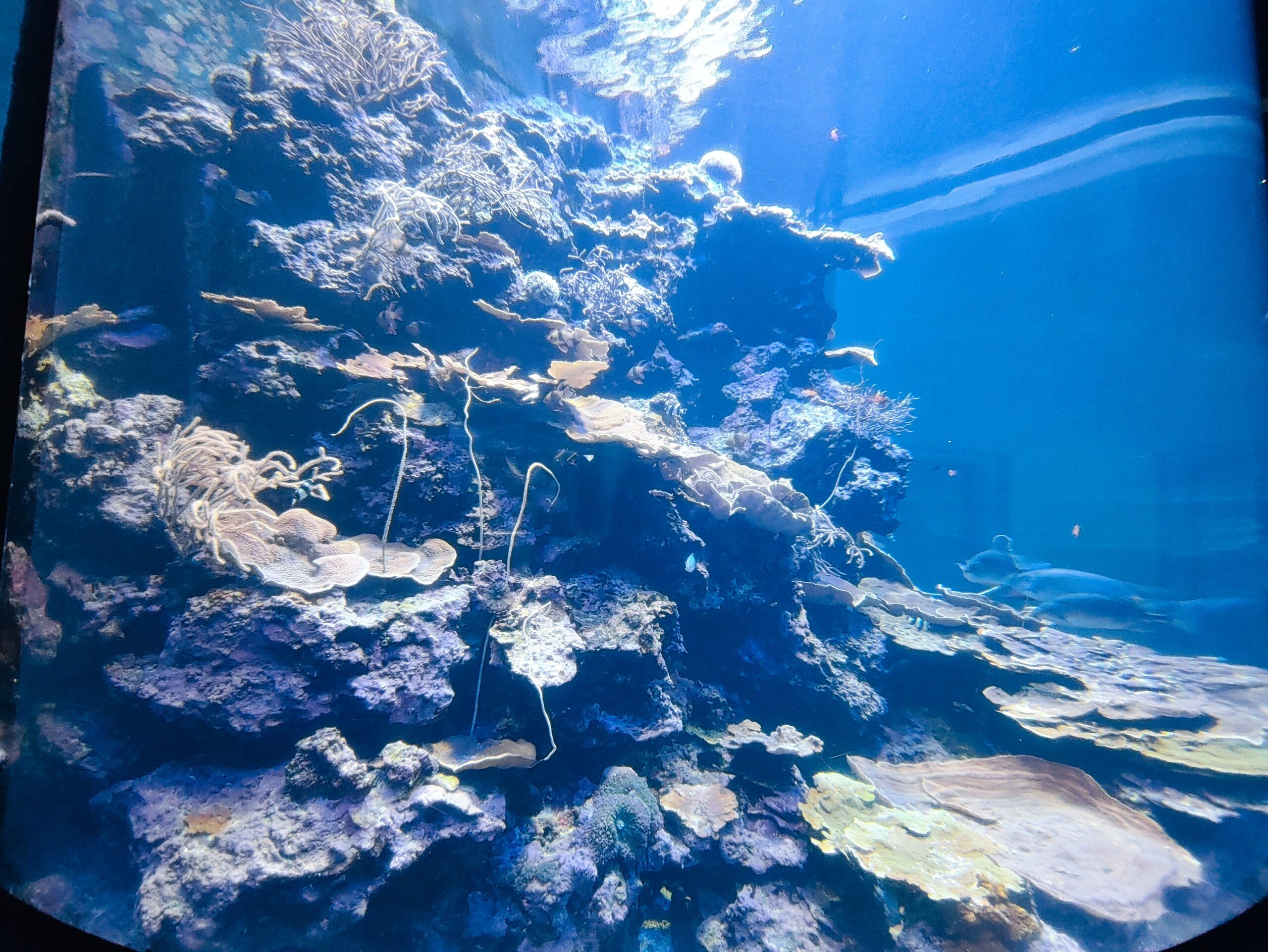 珊瑚王国