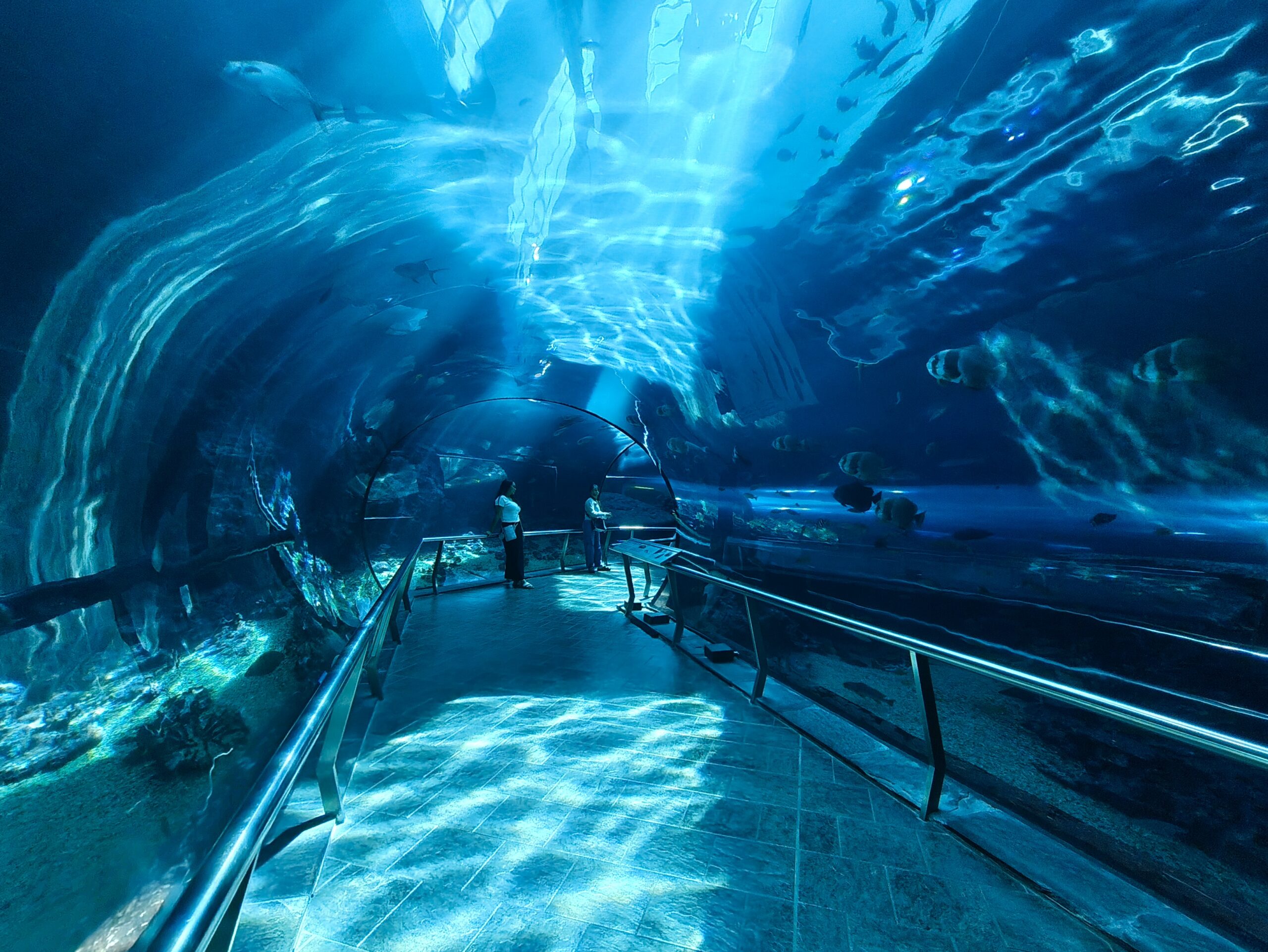 国立海洋生物博物館の水中トンネル