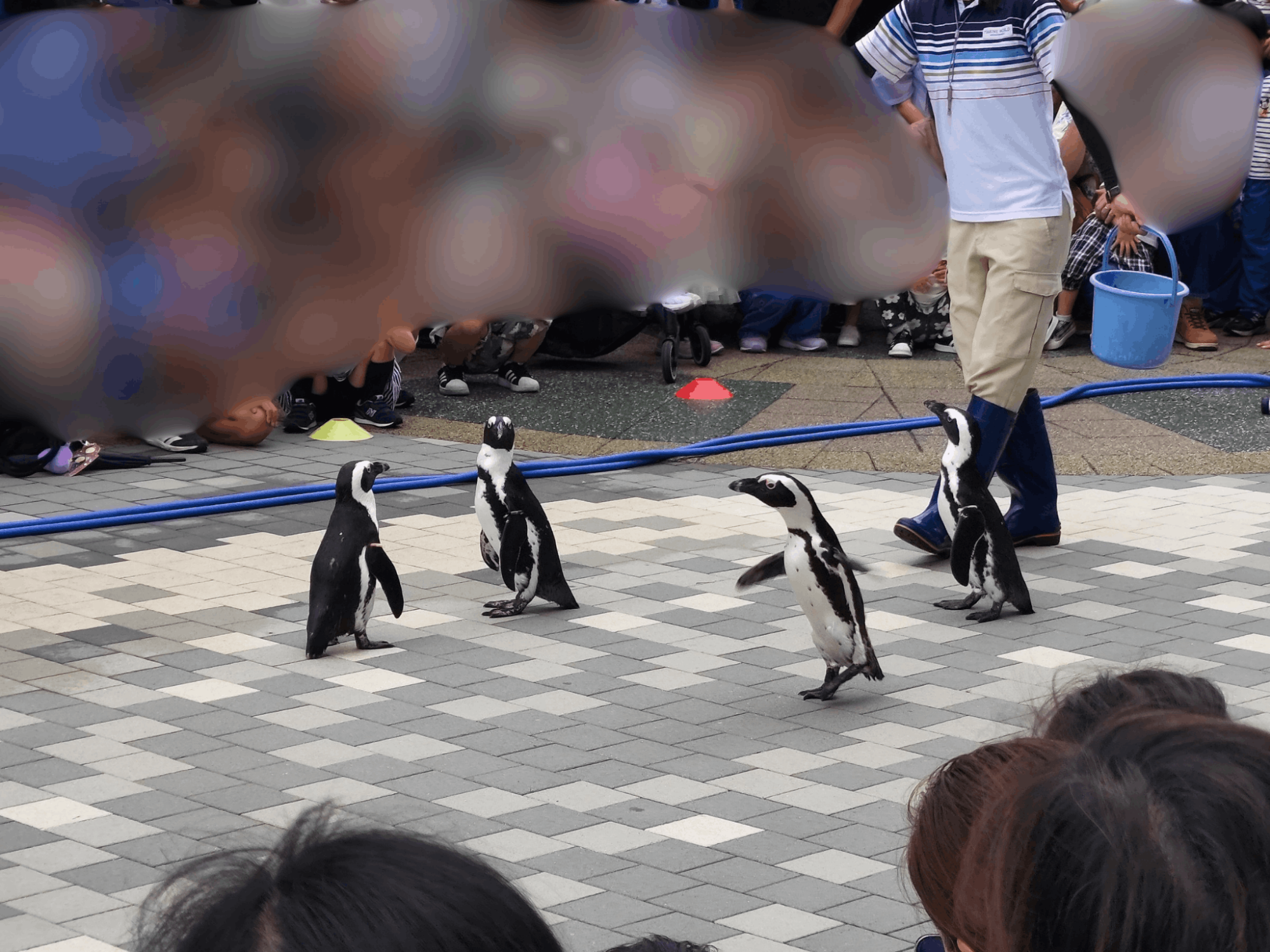 ペンギンパレード